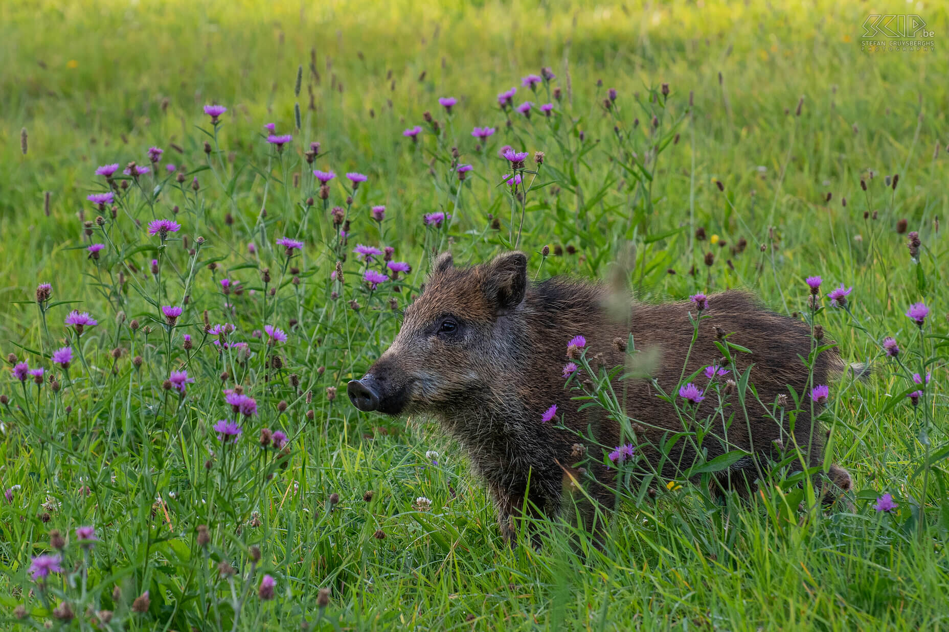 Everzwijnen Deze zomer trok ik drie keer naar de Ardennen naar de observatiehut van Jorn Van Den Bogaert op het Plateau des Tailles nabij Baraque de Fraiture om er wilde dieren te fotograferen. Gewapend met m’n camera met korte telelens en een camera met groothoek die ik op afstand kon bedienen, kon ik een gevarieerde reeks beelden maken van de wilde everzwijnen. Een kleine groepje jonge zwijnen kwam vaak al voor zonsondergang opdagen. De grote rot (=familie) met stevige beren en zeugen maar ook kleine frislingen kwam meestal pas bij schemering of als het al donker was. Stefan Cruysberghs